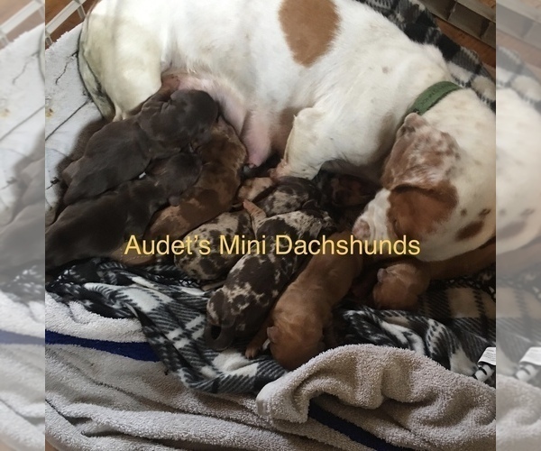 Medium Photo #1 Dachshund Puppy For Sale in BRANDON, VT, USA