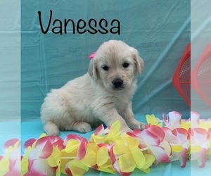 English Cream Golden Retriever Puppy for sale in DEARBORN, MO, USA