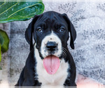 Small #1 Great Dane
