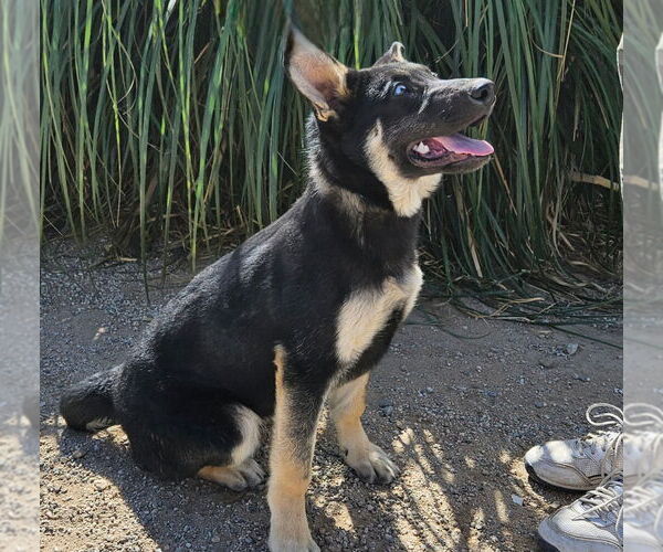 Medium Photo #4 German Shepherd Dog-Unknown Mix Puppy For Sale in Lake Forest, CA, USA