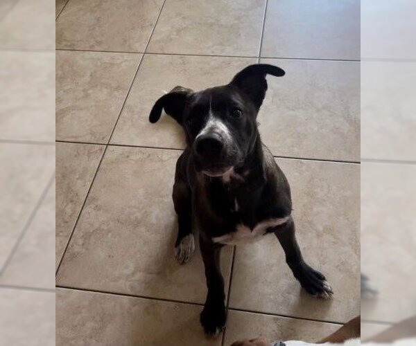 Medium Photo #5 Mountain Cur-Unknown Mix Puppy For Sale in Key Largo, FL, USA