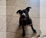 Small #4 Mountain Cur Mix