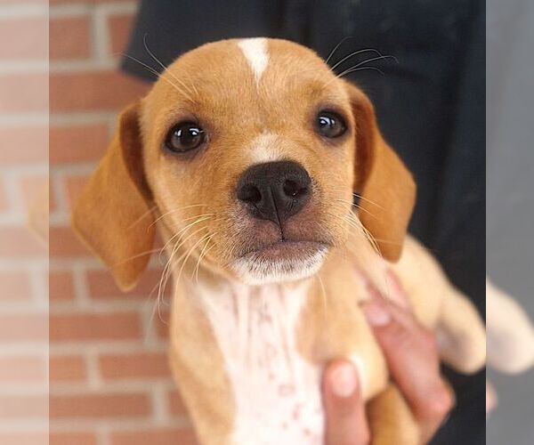 Medium Photo #1 Chihuahua Puppy For Sale in Carrollton, TX, USA