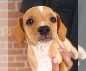 Chihuahua Dogs for adoption in Carrollton, TX, USA