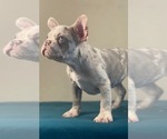 Small Photo #1 French Bulldog Puppy For Sale in CHOCTAW, OK, USA