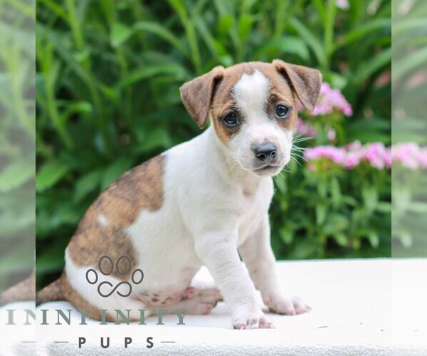 Medium Photo #2 Jack Tzu Puppy For Sale in EAST EARL, PA, USA