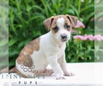 Small #1 Jack Tzu