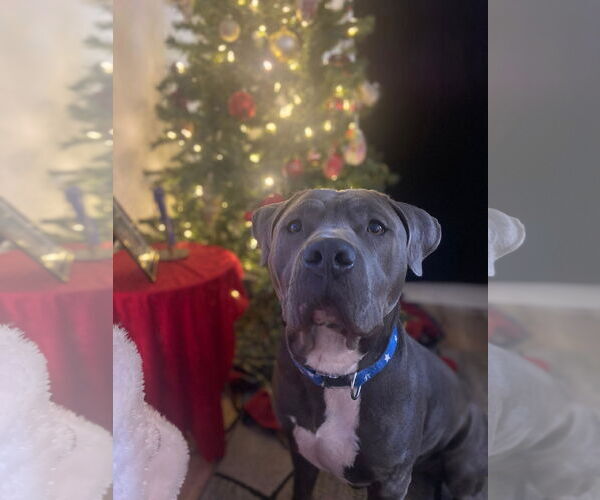 Medium Photo #3 American Staffordshire Terrier Puppy For Sale in Chandler, AZ, USA