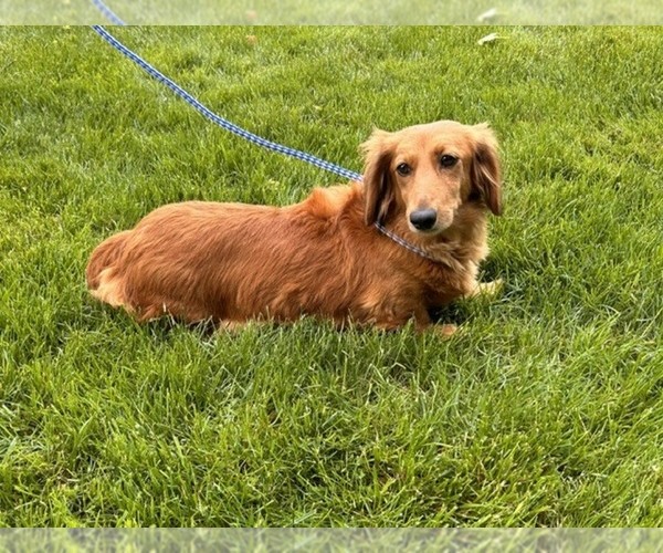 Medium Photo #1 Dachshund Puppy For Sale in MIDDLEBURY, IN, USA