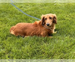 Mother of the Dachshund puppies born on 04/14/2026