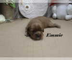Small #6 Cavalier King Charles Spaniel