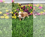 Puppy Pebbles Cavapoo (Toy)