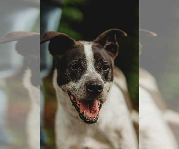 Medium Photo #1 Shepradors Puppy For Sale in Lewistown, PA, USA