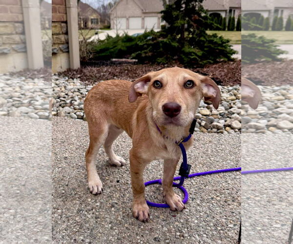 Medium Photo #4 Mutt Puppy For Sale in Germantown, OH, USA