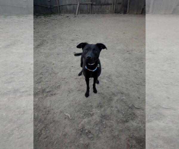 Medium Photo #9 Retriever -Unknown Mix Puppy For Sale in Munford, TN, USA