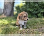 Small Photo #13 Great Bernese Puppy For Sale in ELGIN, OR, USA