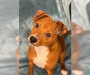 Mutt Dogs for adoption in Fort Wayne, IN, USA
