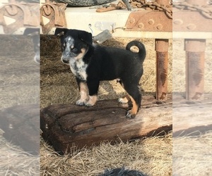 Alaskan Klee Kai-Australian Cattle Dog Mix Puppy for sale in TWO HARBORS, MN, USA