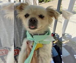 Small #1 Pomeranian