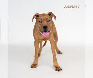 Labrador Retriever-Unknown Mix Dogs for adoption in Conroe, TX, USA