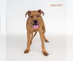 Small Labrador Retriever Mix