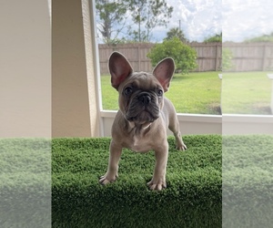 French Bulldog Puppy for sale in PALM BAY, FL, USA