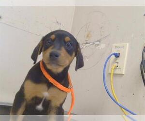 German Shepherd Dog-Texas Heeler Mix Dogs for adoption in Sacramento, CA, USA