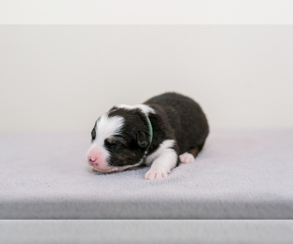 Medium Photo #5 Australian Shepherd Puppy For Sale in LA RUE, OH, USA