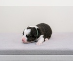 Small Photo #5 Australian Shepherd Puppy For Sale in LA RUE, OH, USA