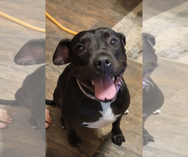 Medium Photo #17 American Staffordshire Terrier-Unknown Mix Puppy For Sale in Rosenberg, TX, USA