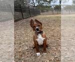 Small American Staffordshire Terrier Mix