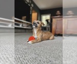 Small #4 Pekingese Mix