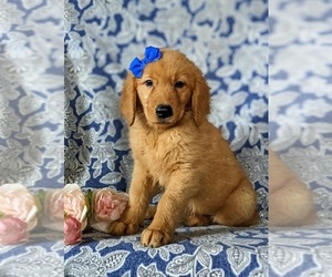 Golden Retriever Puppy for sale in NOTTINGHAM, PA, USA