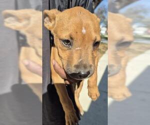 Mutt Dogs for adoption in San Antonio, TX, USA