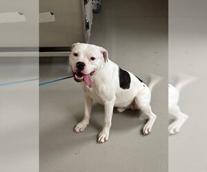 Mutt Dogs for adoption in Sanford, FL, USA
