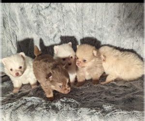 Pomeranian Puppy for sale in EAGLE CREEK, OR, USA