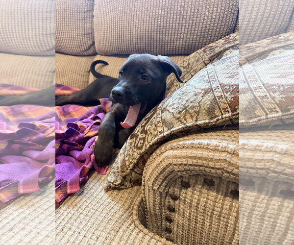 Medium Photo #3 Mutt Puppy For Sale in Brooklyn Center, MN, USA