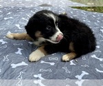 Small #3 Australian Shepherd
