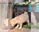 Small Photo #16 Aussie-Poo-Poodle (Miniature) Mix Puppy For Sale in PIONEER, CA, USA