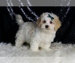 Small #2 Maltipoo (Miniature)