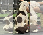 Small #5 Boxer-Pointer Mix