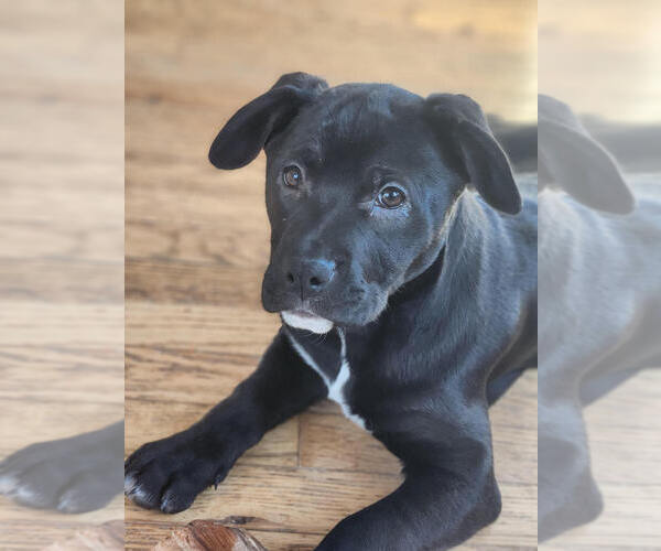 Medium Photo #3 Mutt Puppy For Sale in Candler, NC, USA