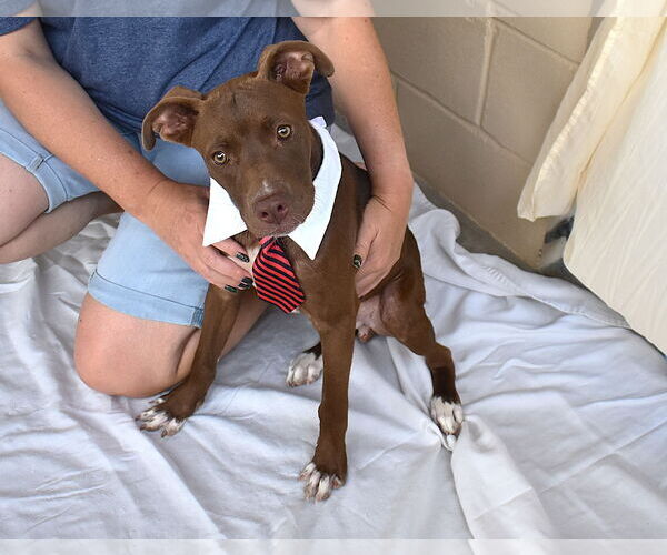 Medium Photo #2 American Pit Bull Terrier-Unknown Mix Puppy For Sale in McKinney, TX, USA