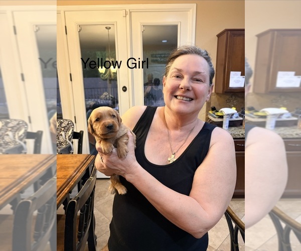 Medium Photo #3 Golden Retriever Puppy For Sale in PEORIA, AZ, USA