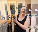 Golden Retrieve - Female Golden Retriever Puppy for Sale - Photo #3