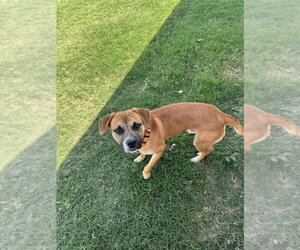 Beagle-Unknown Mix Dogs for adoption in OKLAHOMA CITY, OK, USA