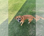 Small Beagle Mix