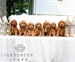 Small #1 Goldendoodle (Miniature)