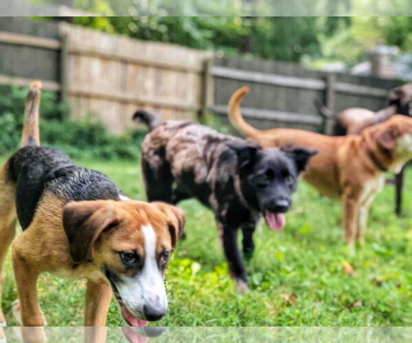 Medium Photo #18 Beagle-Unknown Mix Puppy For Sale in Fultonham, NY, USA