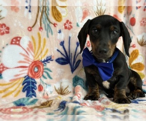Dachshund Puppy for sale in LANCASTER, PA, USA